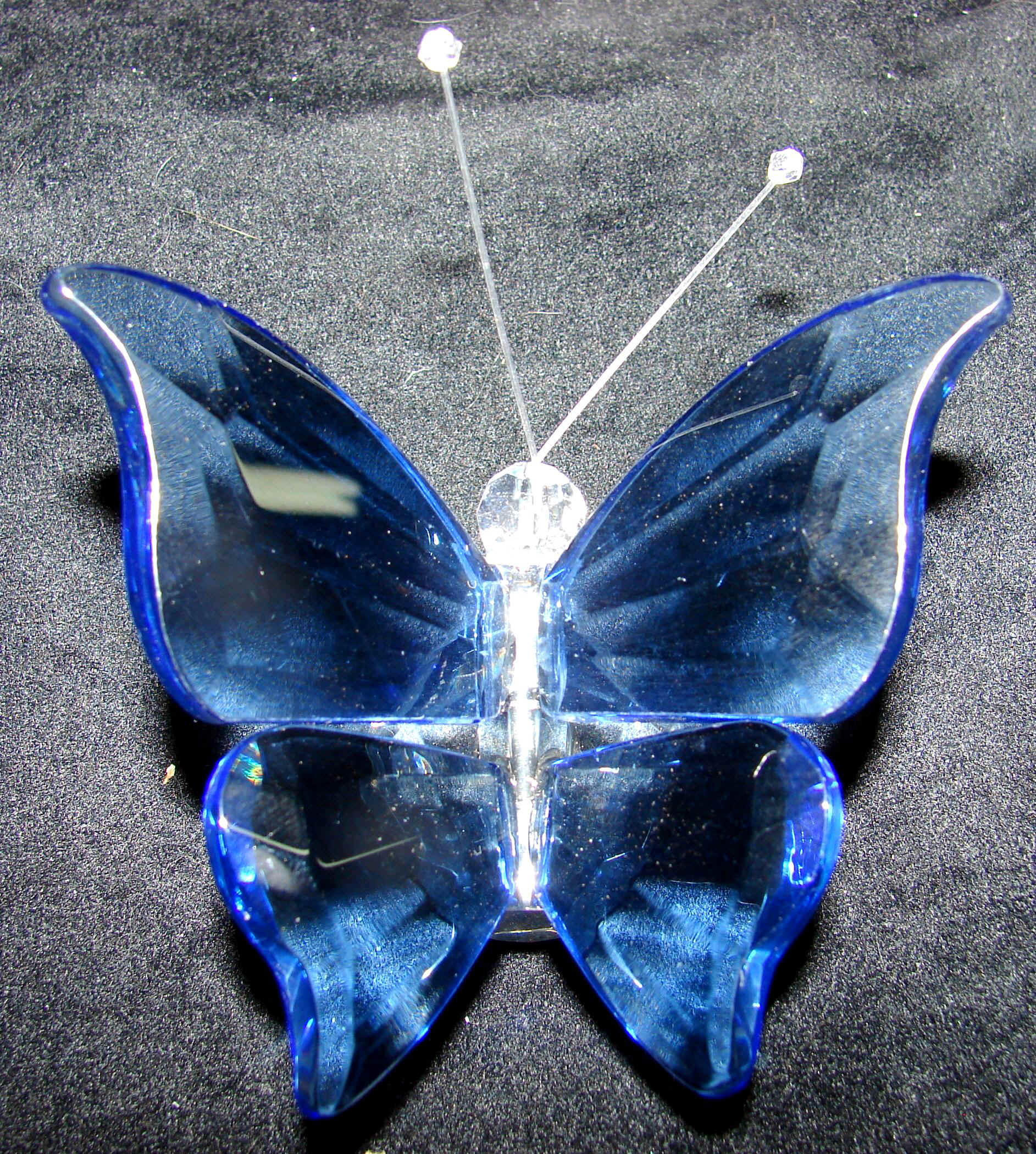 butterblue.jpg (456441 bytes)